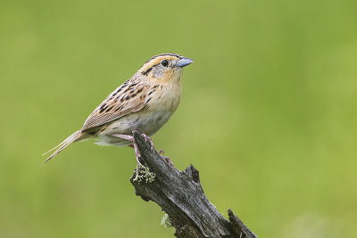 leconte's sparrow 071016_MG_7222 