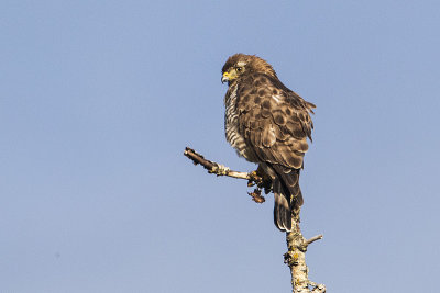 broad-winged hawk 072316_MG_9045 