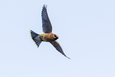cedar waxwing 072316_MG_0508 