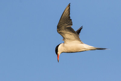 common tern 072316_MG_1362 