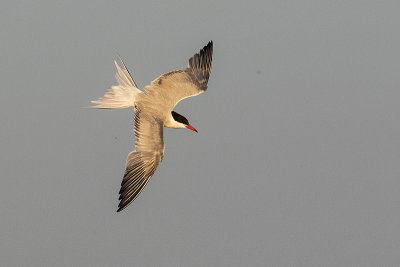 common tern 072316_MG_1601 