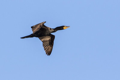 double-crested cormorant 072316_MG_0923 