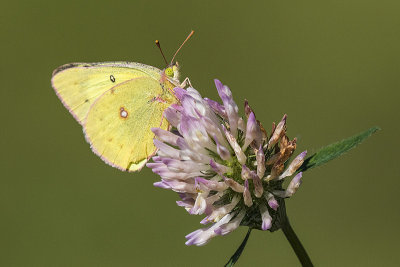 clouded sulphur 081316_MG_2873