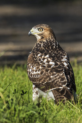 red-tailed hawk 081416_MG_3368