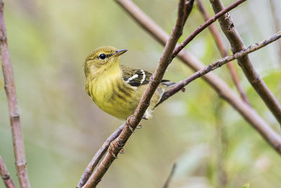blackpoll warbler 082016_MG_4365 