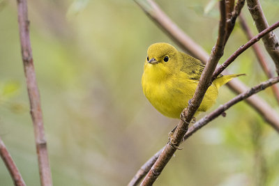yellow warbler 082016_MG_4295 