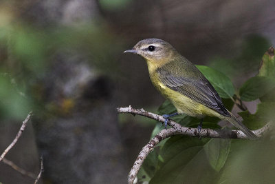 philadelphia vireo 082116_MG_5491 