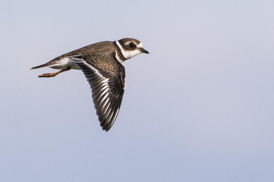 semipalmated plover 082116_MG_4707