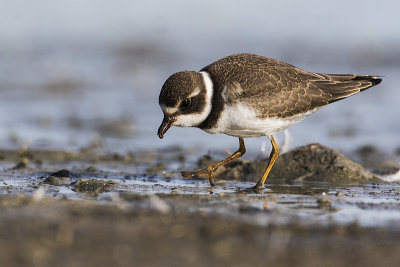semipalmated plover 082116_MG_4985