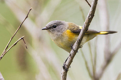 american redstart 082716_MG_6633 