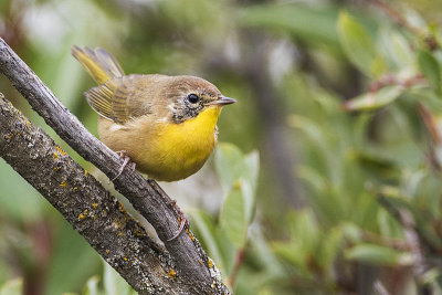 common yellowthroat 082716_MG_7169 