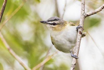 red-eyed vireo 082716_MG_6434 