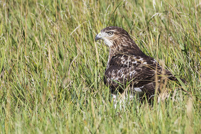 red-tailed hawk 082616_MG_5782
