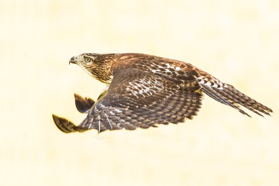 red-tailed hawk 082616_MG_5793