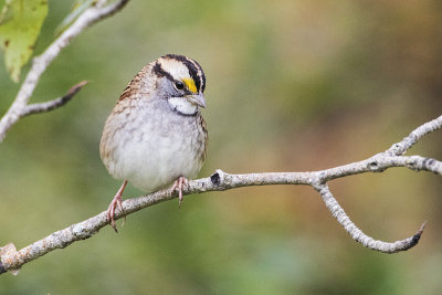 white-throated sparrow 090416_MG_7839 