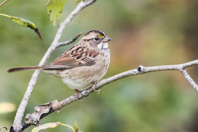 white-throated sparrow 090416_MG_7860 