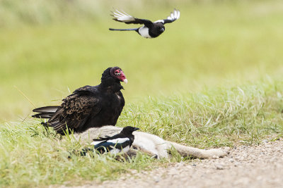 turkey vulture 091116_MG_8862 
