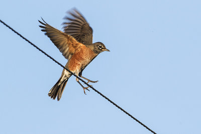 american robin 091316_MG_0203 