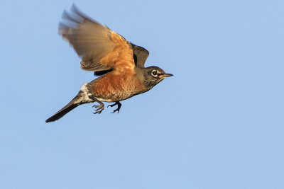 american robin 091316_MG_0205 