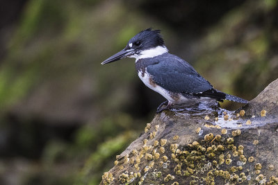 belted kingfisher 091716_MG_3562 