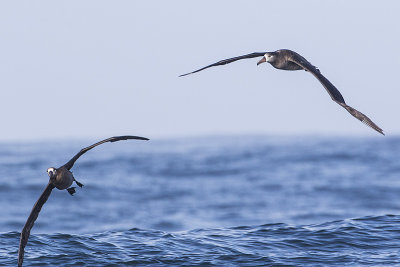 black-footed albatross 091816_MG_3974 