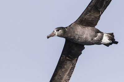 black-footed albatross 091816_MG_4718 