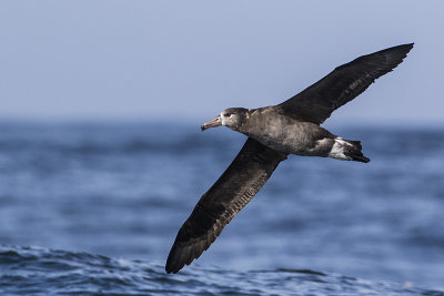 black-footed albatross 091816_MG_4728 