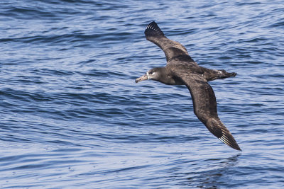 black-footed albatross 091816_MG_4838 