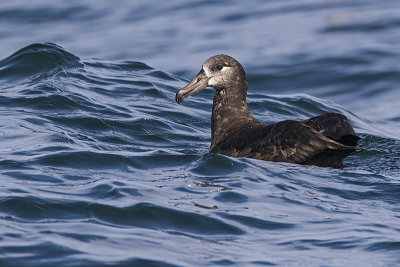 black-footed albatross 091816_MG_4790 