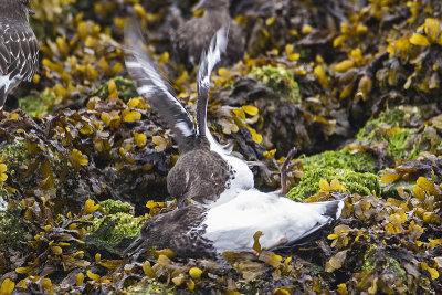 black turnstone 091716_MG_2713