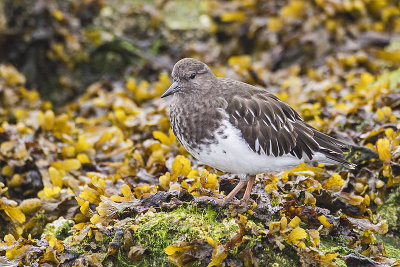 black turnstone 091716_MG_2789