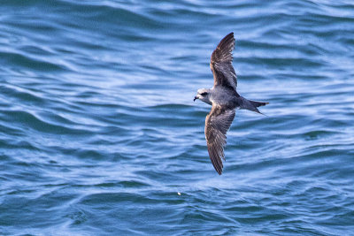 fork-tailed storm-petrel 091816_MG_4892 