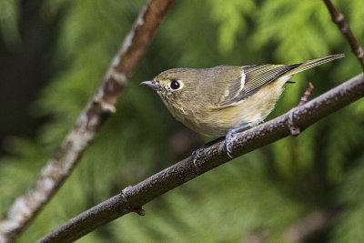 hutton's vireo 091616_MG_1009 