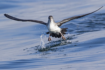 pink-footed shearwater 091816_MG_3737 