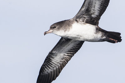 pink-footed shearwater 091816_MG_3995 