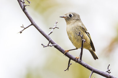 ruby-crowned kinglet 091616_MG_1428 