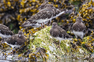 black turnstone 091716_MG_2756