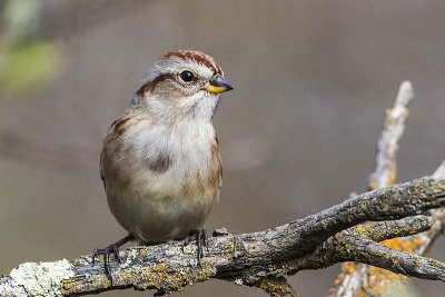 american tree sparrow 092416_MG_5105 