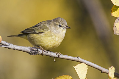 orange-crowned warbler 092416_MG_5057 