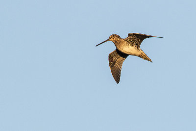 wilson's snipe 092416_MG_5737