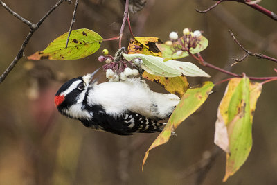 downy woodpecker 093016_MG_6179 