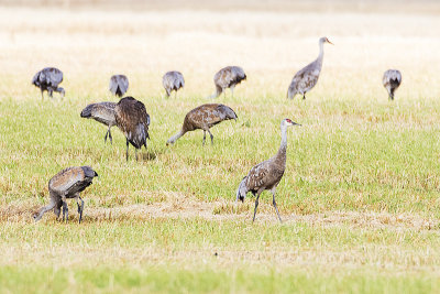sandhill cranes 100216_MG_6312