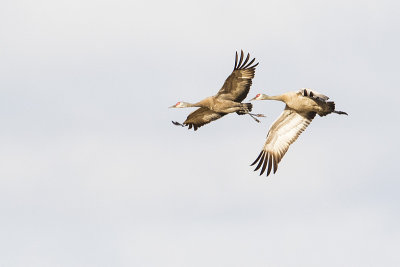 sandhill cranes 100216_MG_6625