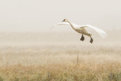 tundra swan 100816_MG_7926