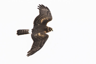 northern harrier 100916_MG_9297 