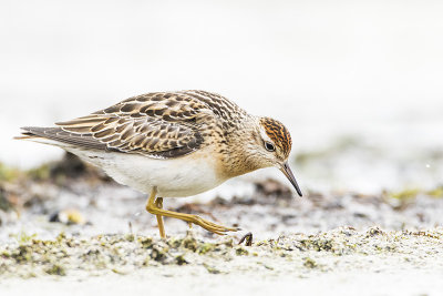 Sharp-tailed Sandpipers