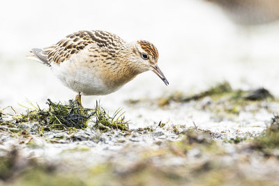 sharp-tailed sandpiper 101016_MG_2251 