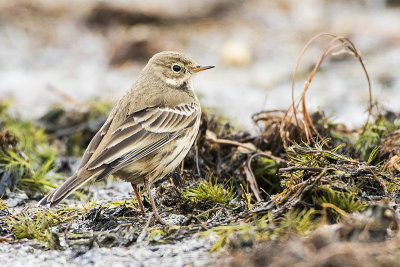 american pipit 101016_MG_1534 