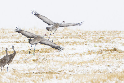 sandhill cranes 101016_MG_0468 