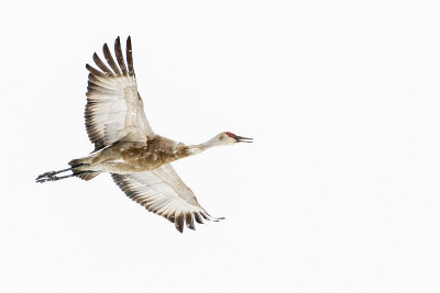 sandhill crane 101016_MG_0630